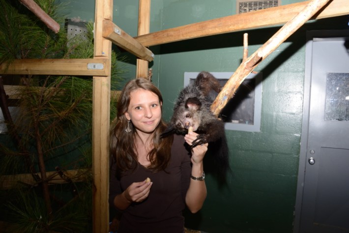 Anne-Claire Fabre with an aye-aye at the Duke Lemur Center