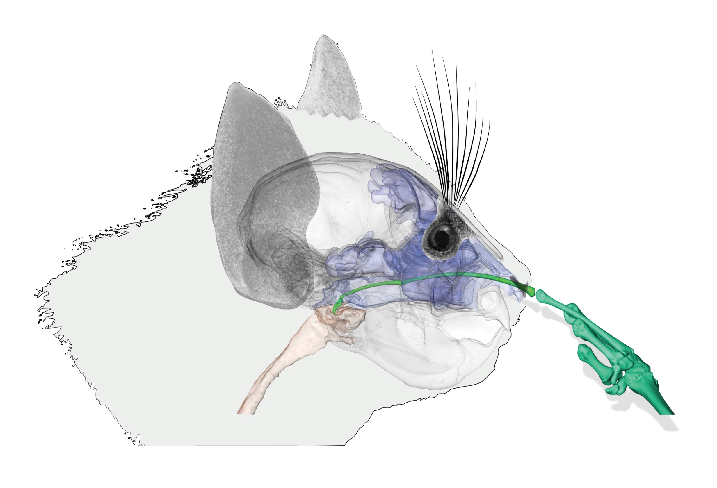 An illustration and CT scan of an aye-aye putting its extremely long flexible finger inside its nose.
