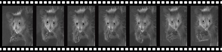 A fake film roll of an aye-aye pickering her nose