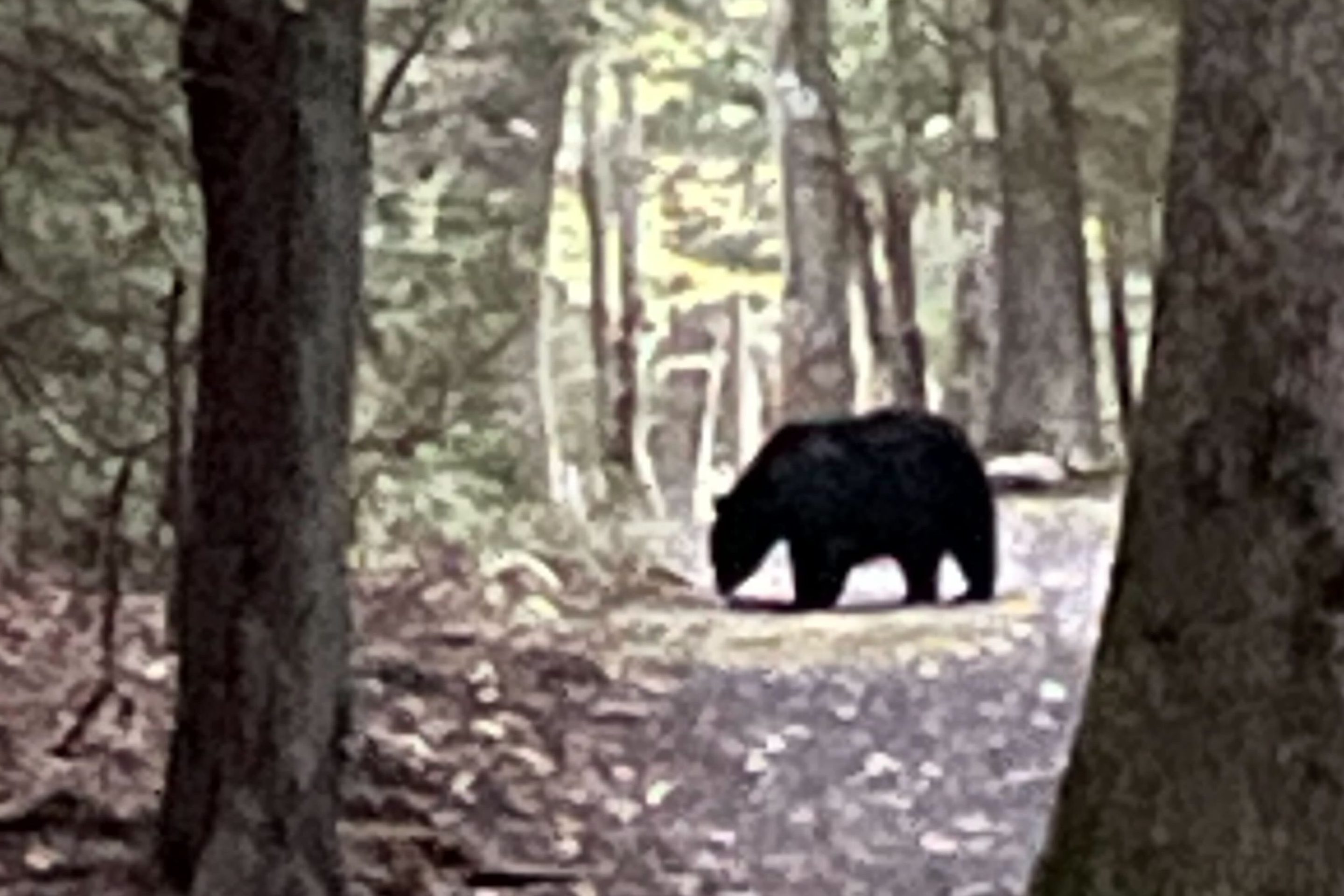 Black bear in the woods