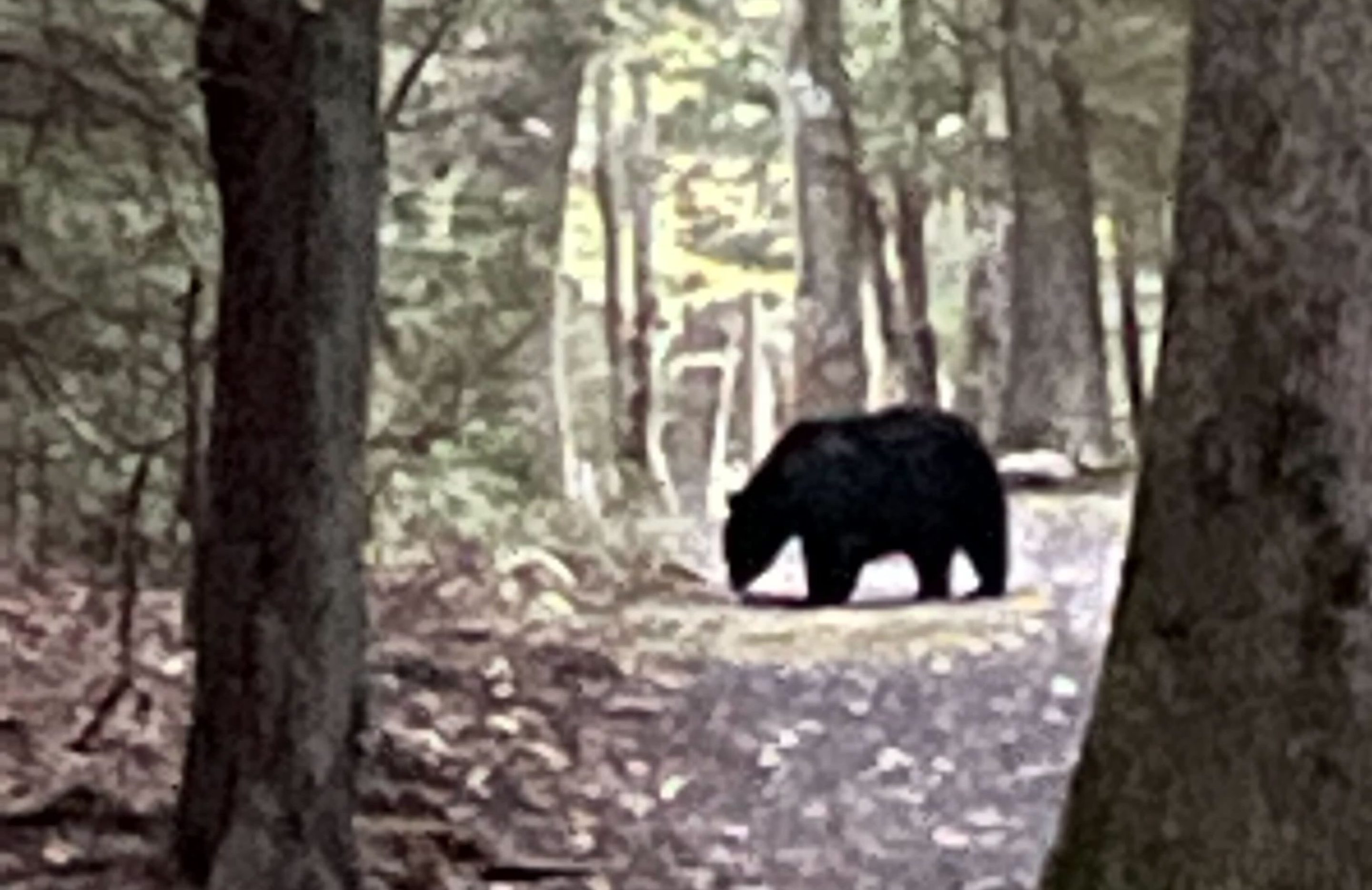 Black bear in the woods