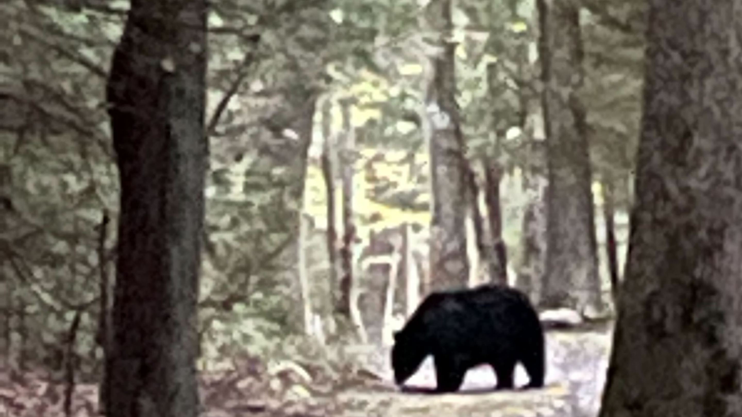 Black bear in the woods