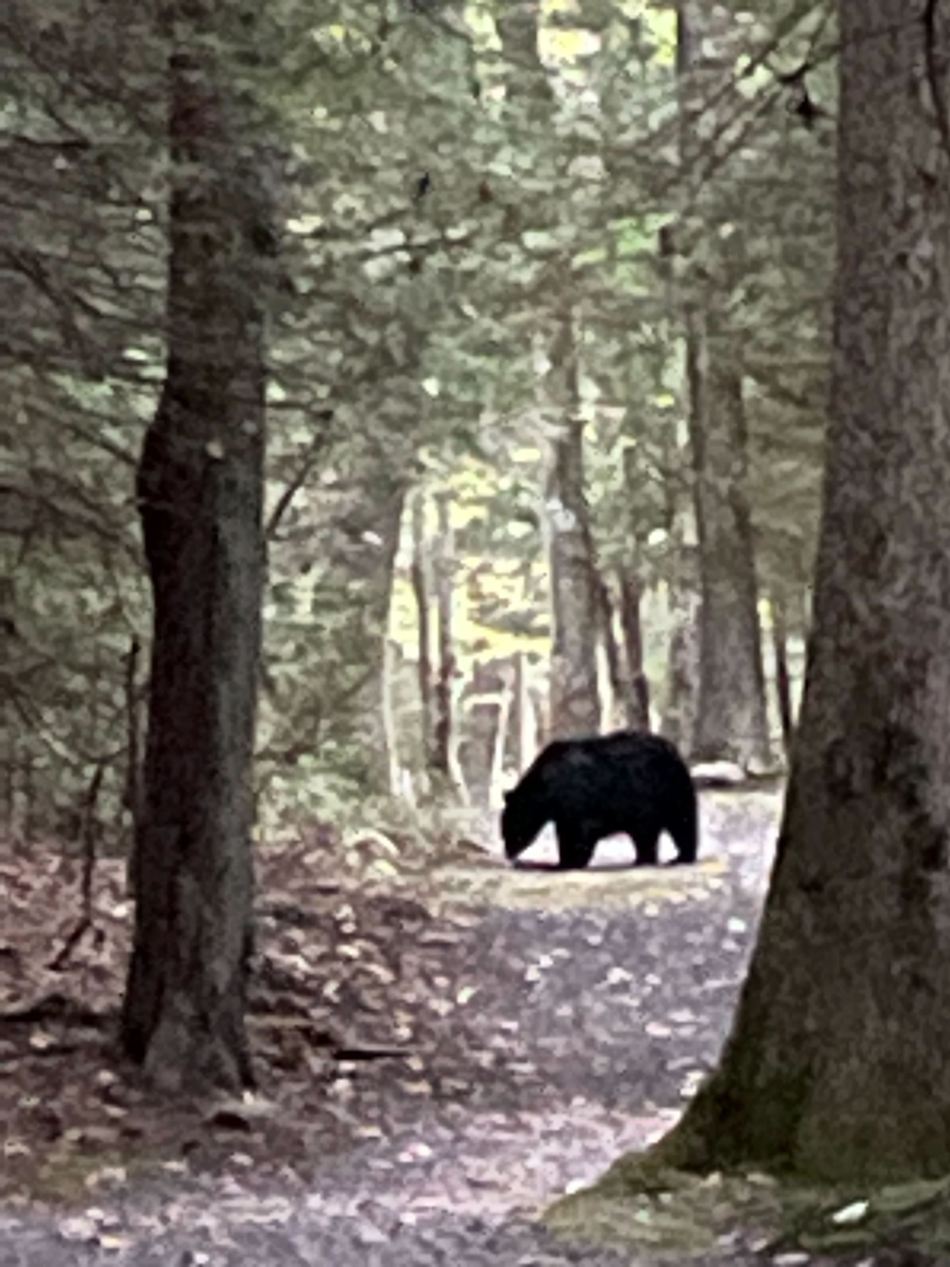 Black bear in the woods