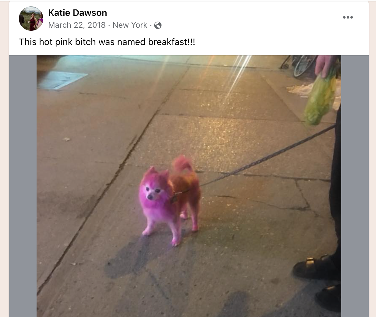 In Search Of A Hot Pink Bitch Named Breakfast | Defector