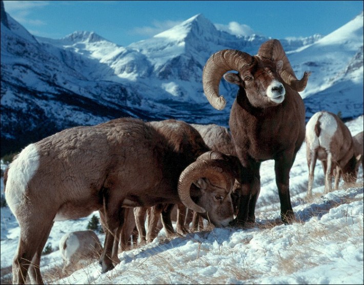 A small herd of bighorn sheep gaze toward the camera among snowy mountains
