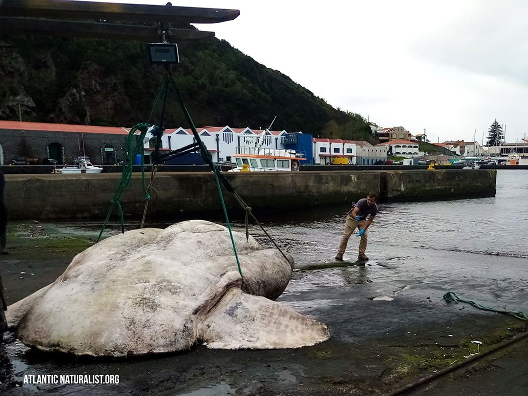 A photo of an enormous dead sunfish, which is a strange-looking pale fish with triangle fins, hooked to a crane with a person examining the fish