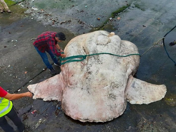 a bird's eye view of the giant southern sunfish, with a human dwarfed by its body nearby