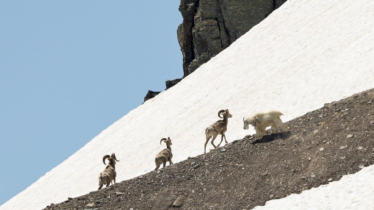 on a high-altitude cliff, a mountain goat intimidates a trio of bighorn sheep