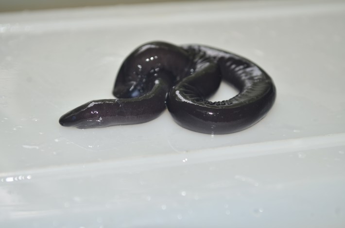 The caecilian Typhlonectes compressicauda