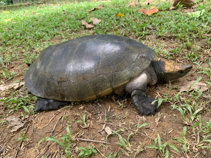The turtle Dermatemys mawii