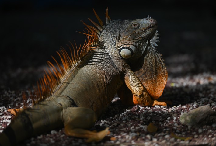 Iguana seen inside the ZOO in Merida (Parque Zoológico del Centenario).