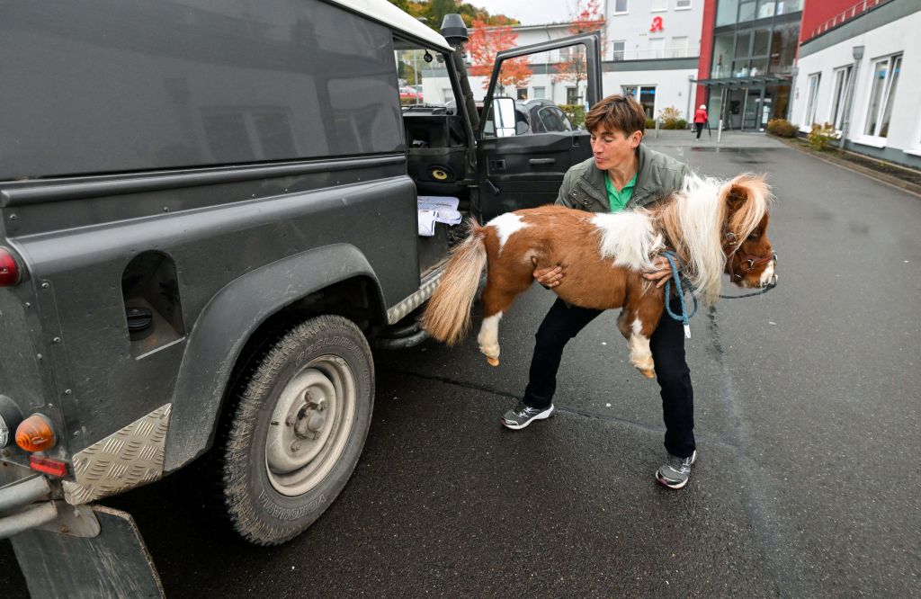 A lady lifts a comically small Shetland pony out of a van in Germany.