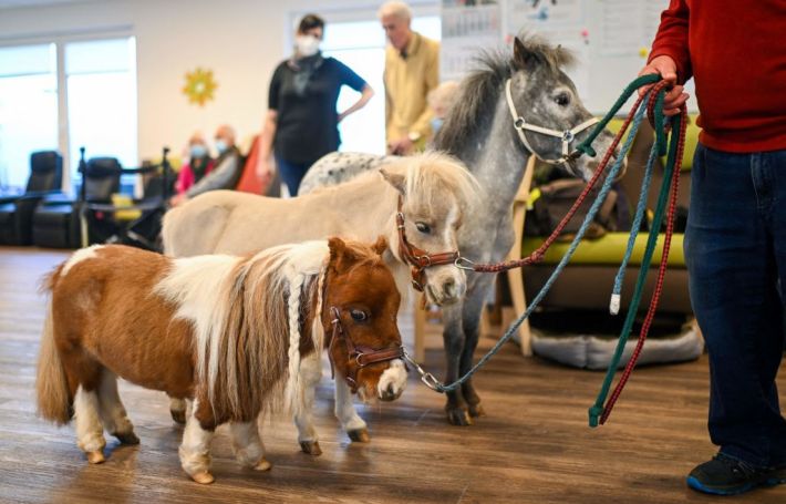 Three small ponies of increasing size stand in a nursing home in Germany. The smallest, a miniature shetland pony, is Pumuckel.