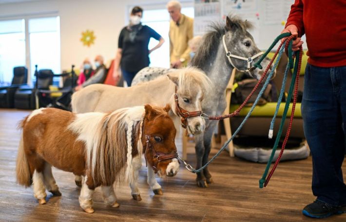 Pumuckel The 20-Inch Pony Has Other Mini-Horses Quaking In Their Hooves