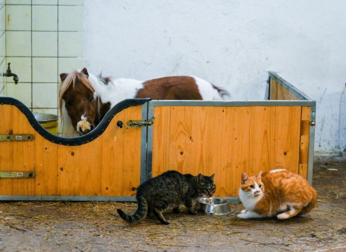 A very tiny miniature Shetland pony named Pumuckel stands in his tiny pen alongside two regular-sized cats which show how tiny he is.