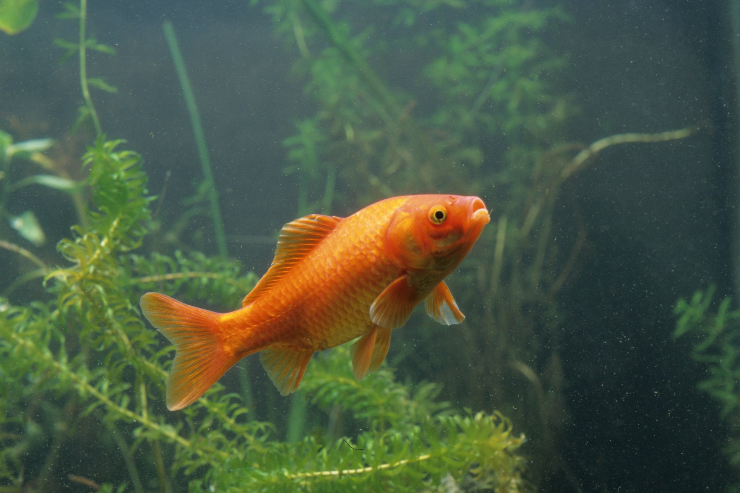 Goldfish Gold Fish, Carassius Auratus.Carassius Auratus , Goldfish , Cyprinid , Bony Fish , Fish (Photo by BSIP/Universal Images Group via Getty Images)