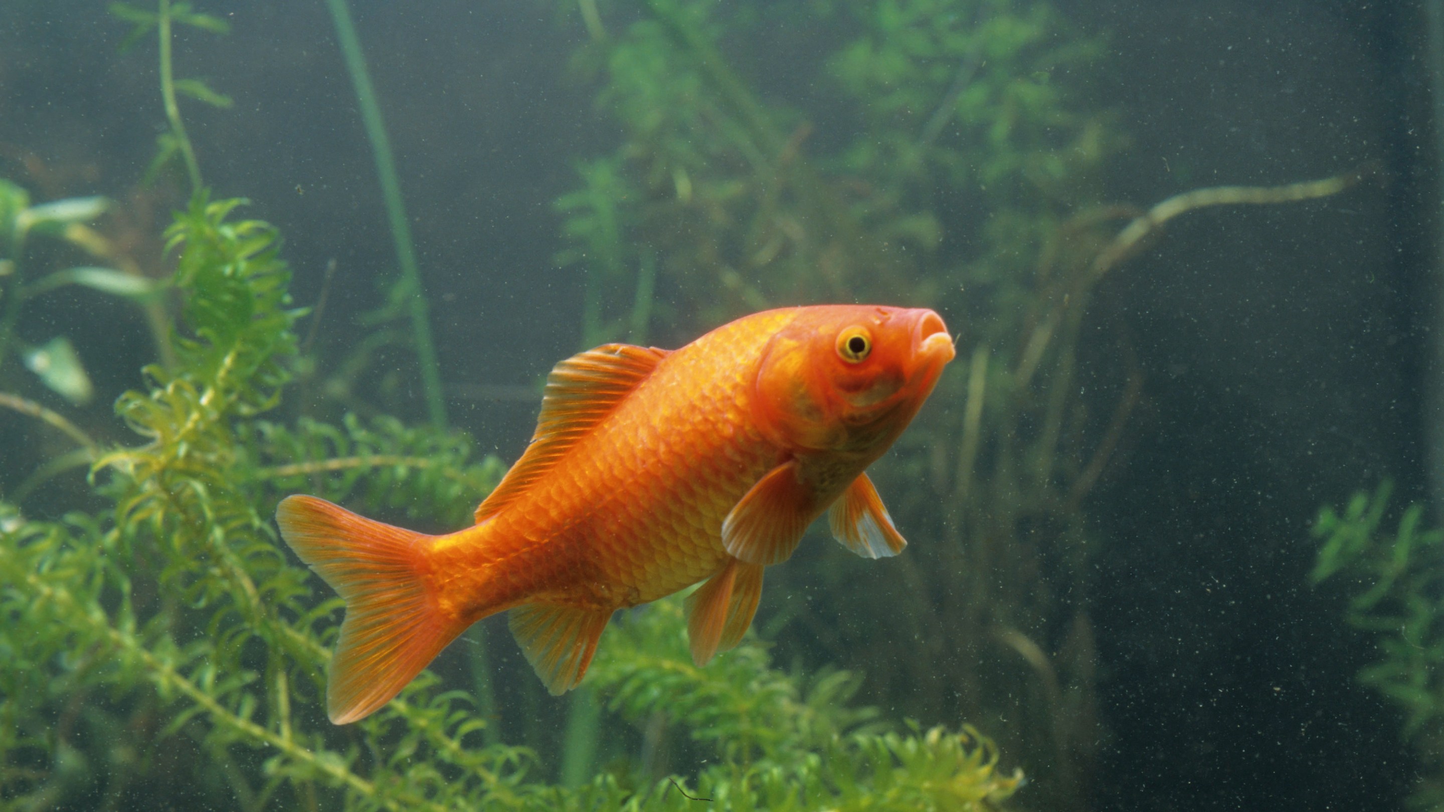 Goldfish Gold Fish, Carassius Auratus.Carassius Auratus , Goldfish , Cyprinid , Bony Fish , Fish (Photo by BSIP/Universal Images Group via Getty Images)