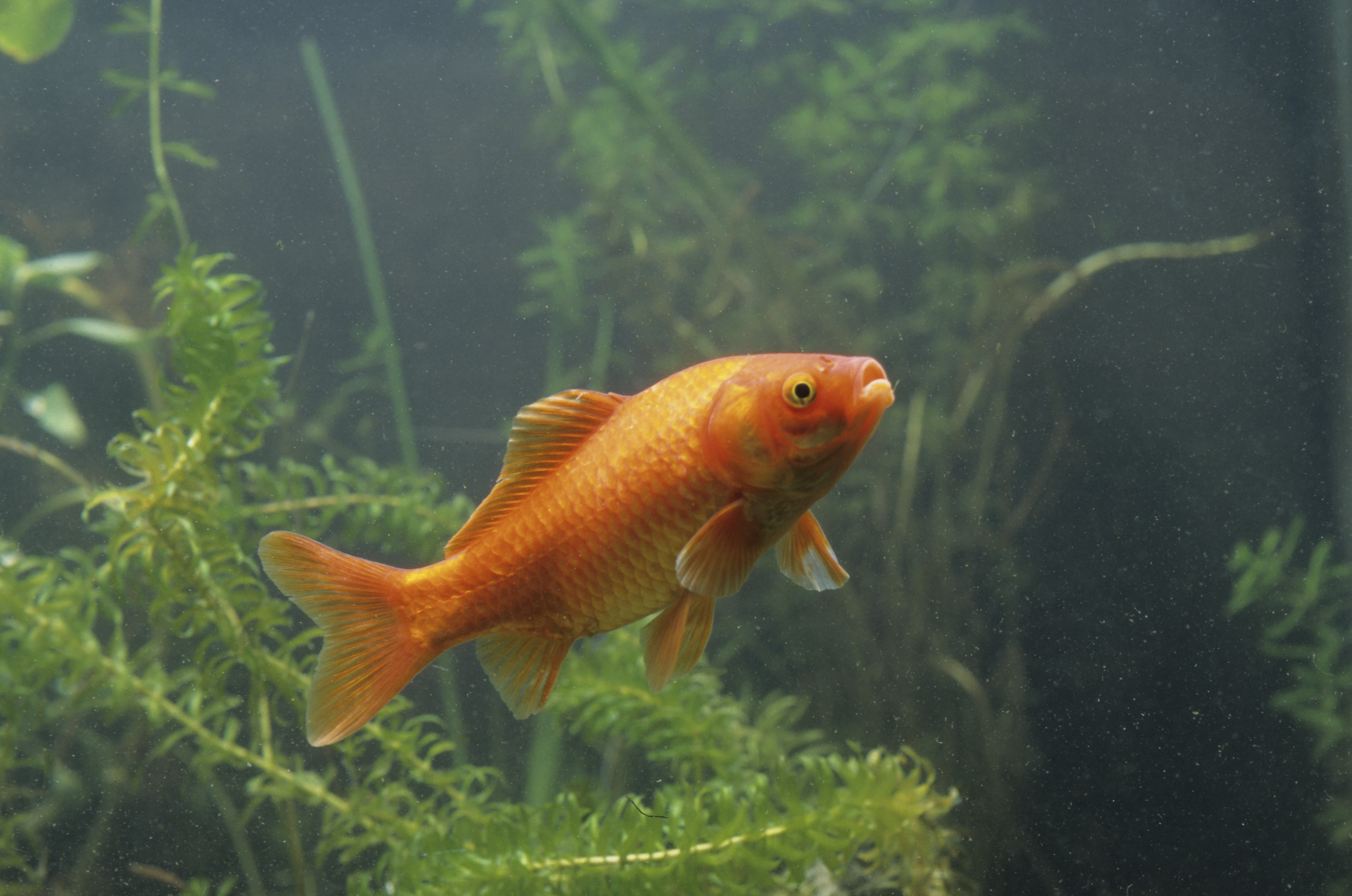 Goldfish Gold Fish, Carassius Auratus.Carassius Auratus , Goldfish , Cyprinid , Bony Fish , Fish (Photo by BSIP/Universal Images Group via Getty Images)