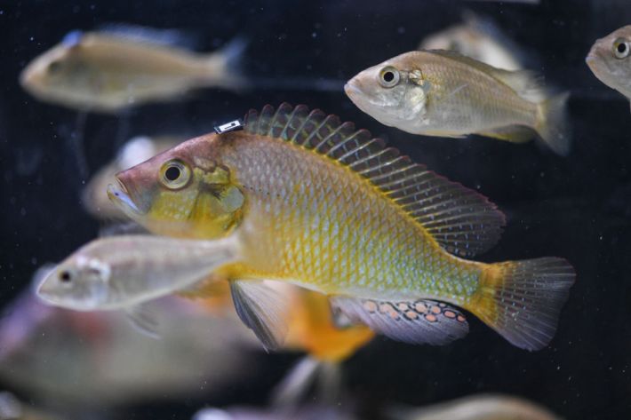 A orangey-green fish that is a mouthbrooding cichlid.