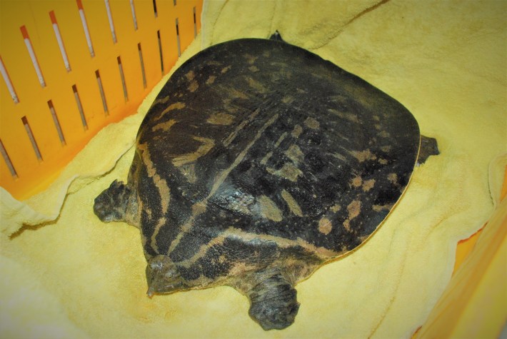 The softshell turtle Pelochelys bibroni sitting in a yellow crate.