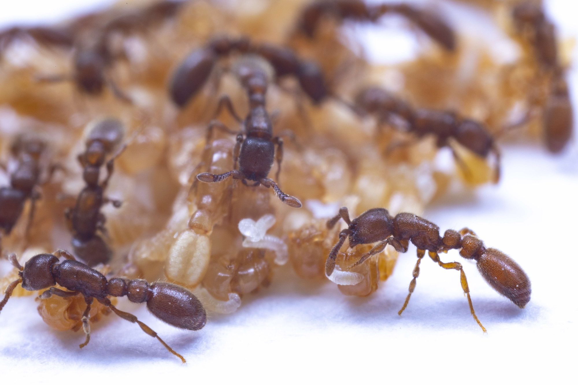 Clonal raider ants sipping ant milk from pupae.