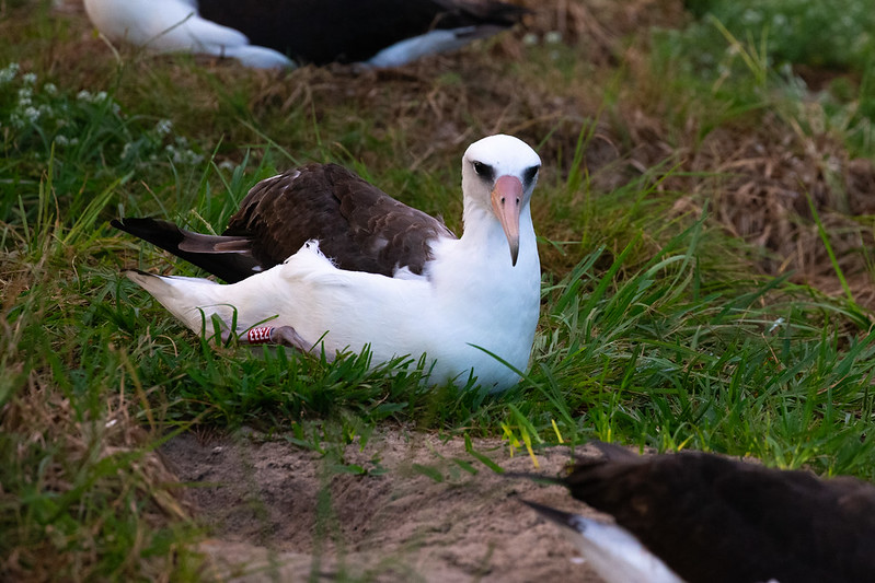 Wisdom the Laysan Albatross resting on her nest
