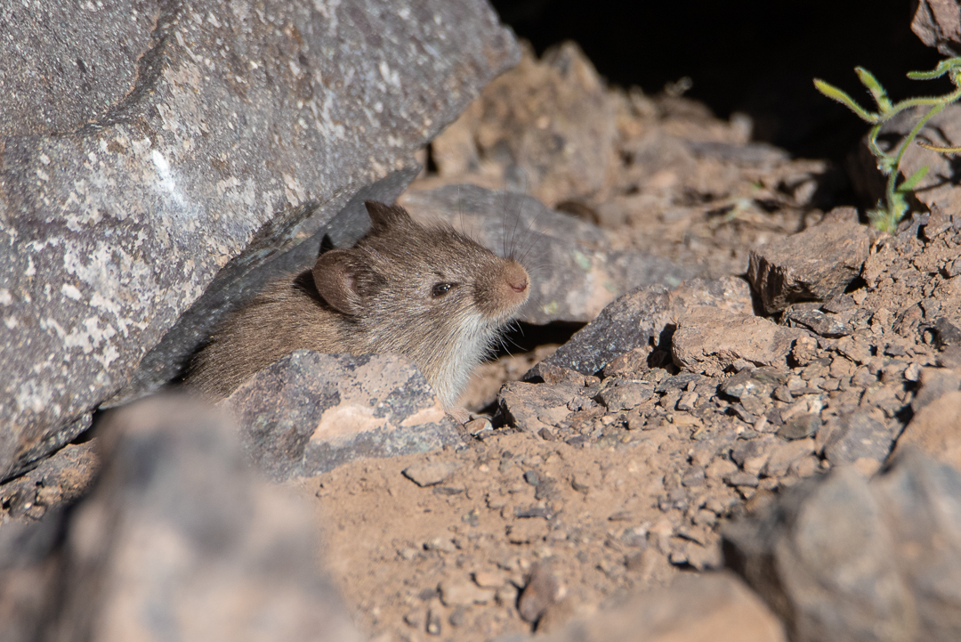 A photo of the grass mouse Akodon albiventer