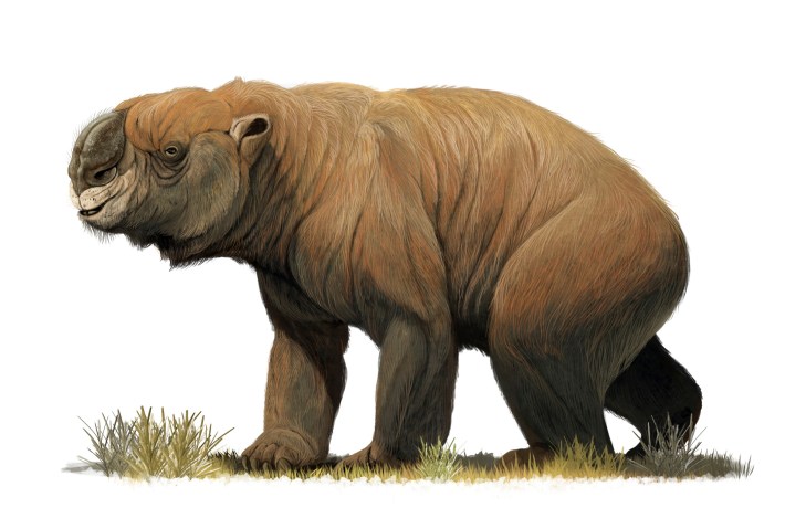 An illustration of the large extinct marsuipal Diprotodon