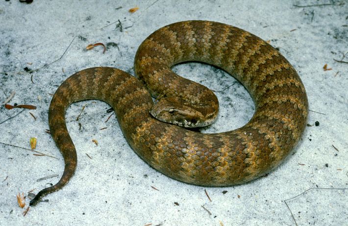 A common death adder.