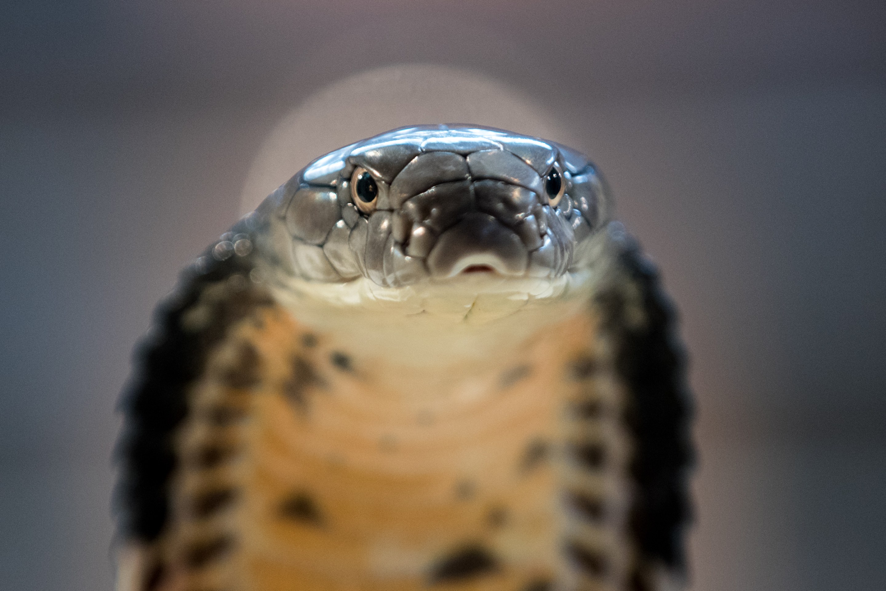 BRISTOL, ENGLAND - AUGUST 02: A King Cobra is displayed to the public at Noah's Ark Zoo Farm on August 2, 2016 in Bristol, England. Noah's Ark Zoo Farm has teamed up with the Reptile Zone in Bristol to bring a fortnight of educational shows which allows members of the public to see some of the world's most deadliest reptiles close up. The annual event showcases some of the world's most notorious snakes behind a specially constructed presentation room. (Photo by Matt Cardy/Getty Images)