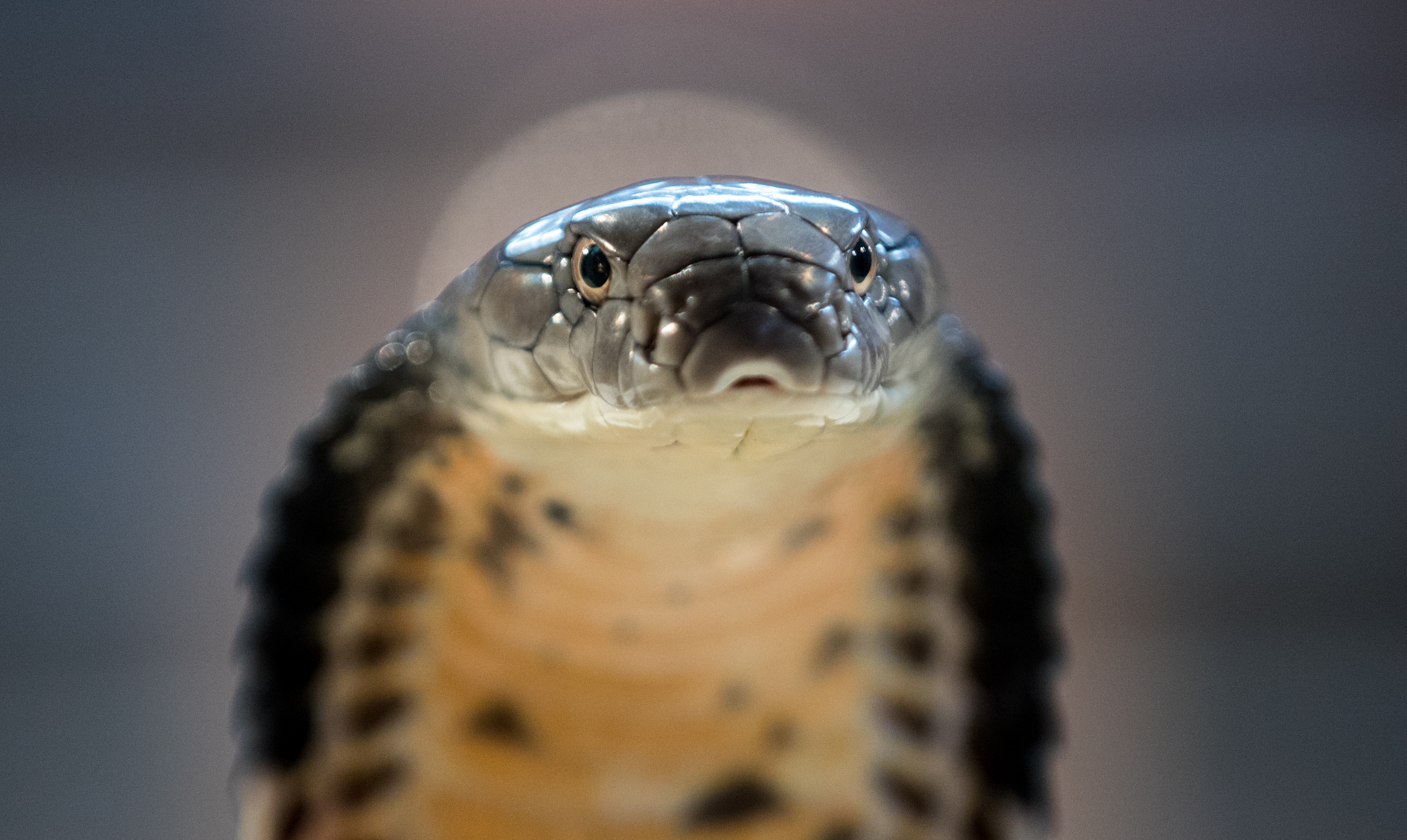 BRISTOL, ENGLAND - AUGUST 02: A King Cobra is displayed to the public at Noah's Ark Zoo Farm on August 2, 2016 in Bristol, England. Noah's Ark Zoo Farm has teamed up with the Reptile Zone in Bristol to bring a fortnight of educational shows which allows members of the public to see some of the world's most deadliest reptiles close up. The annual event showcases some of the world's most notorious snakes behind a specially constructed presentation room. (Photo by Matt Cardy/Getty Images)