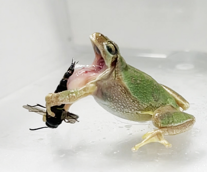 A Caravaggio-esque photo of a tree frog being stung inside the mouth by the two-pronged genital spines of a wasp. Ouch!