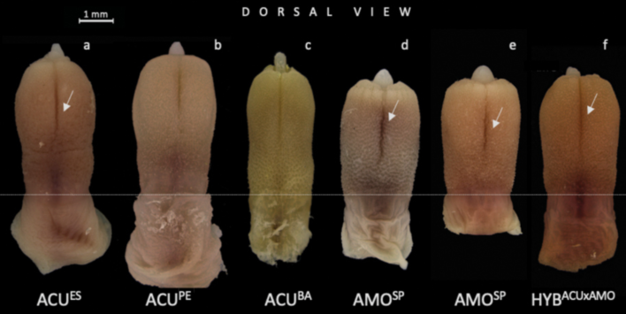 Dua Spesies Tikus Rumput Ini Terlihat Hampir Mirip Kecuali Satu Benda Kecil (Wieners Mereka)