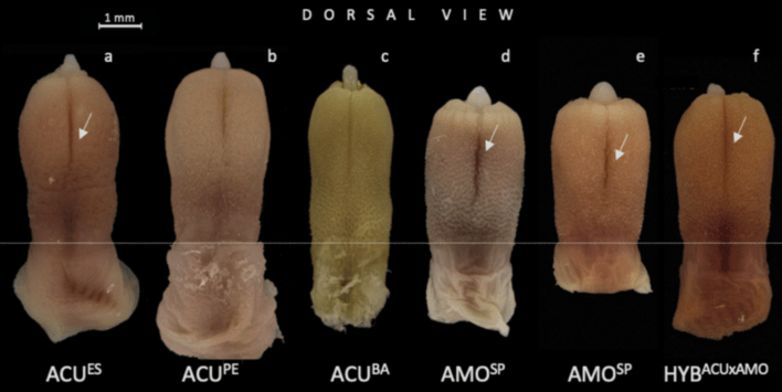 A row of grass mouse penises