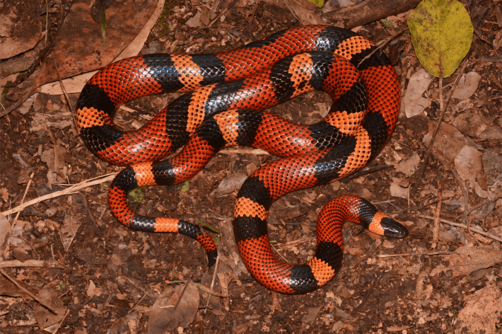 A guatemalan milk snake, looking wiggly, red, black, and orange in the dirt.