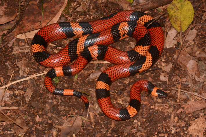 A guatemalan milk snake, looking wiggly, red, black, and orange in the dirt.