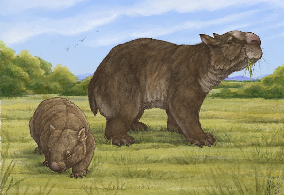An illustration of the absolute unit of a wombat, the extinct Ramsayia, standing next to a puny modern wombat.