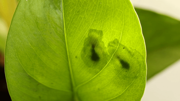 A mated pair of glass frogs napping on the underside of a leaf, their our bodies translucent and dark hearts beating softly.