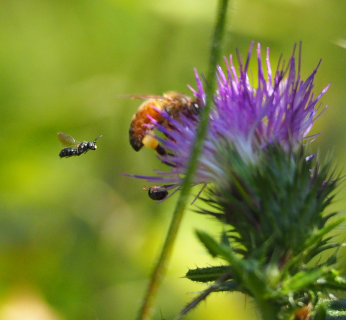 A tiny bee flies with malicious intent toward a bigger bee pollinating a purple flower.