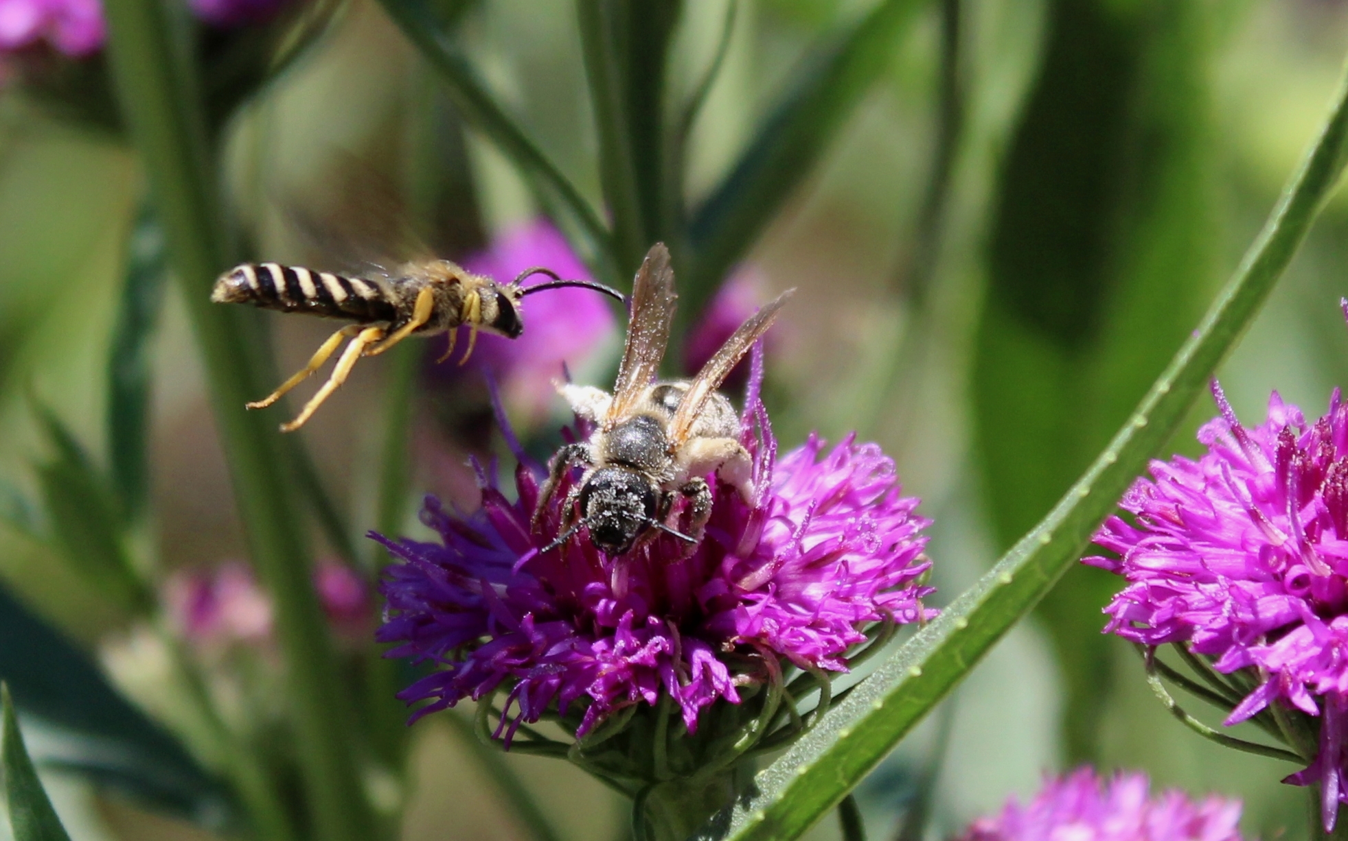 An aggressive insect approaches a hapless honeybee on a purple flower.