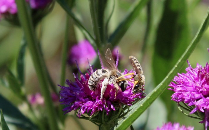 The aggressor insect kicks the larger bee on the purple flower with its yellow hind legs.