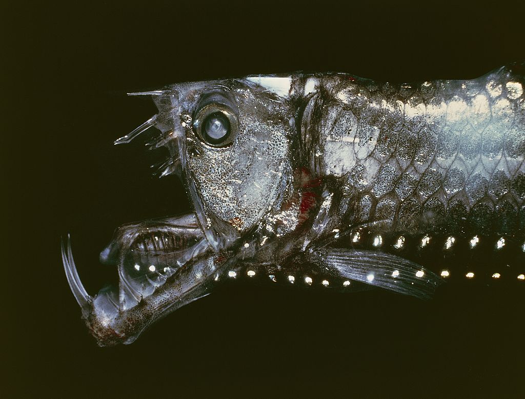 A Sloane's viperfish, a deep-sea fish with iridescent scales and very big teeth