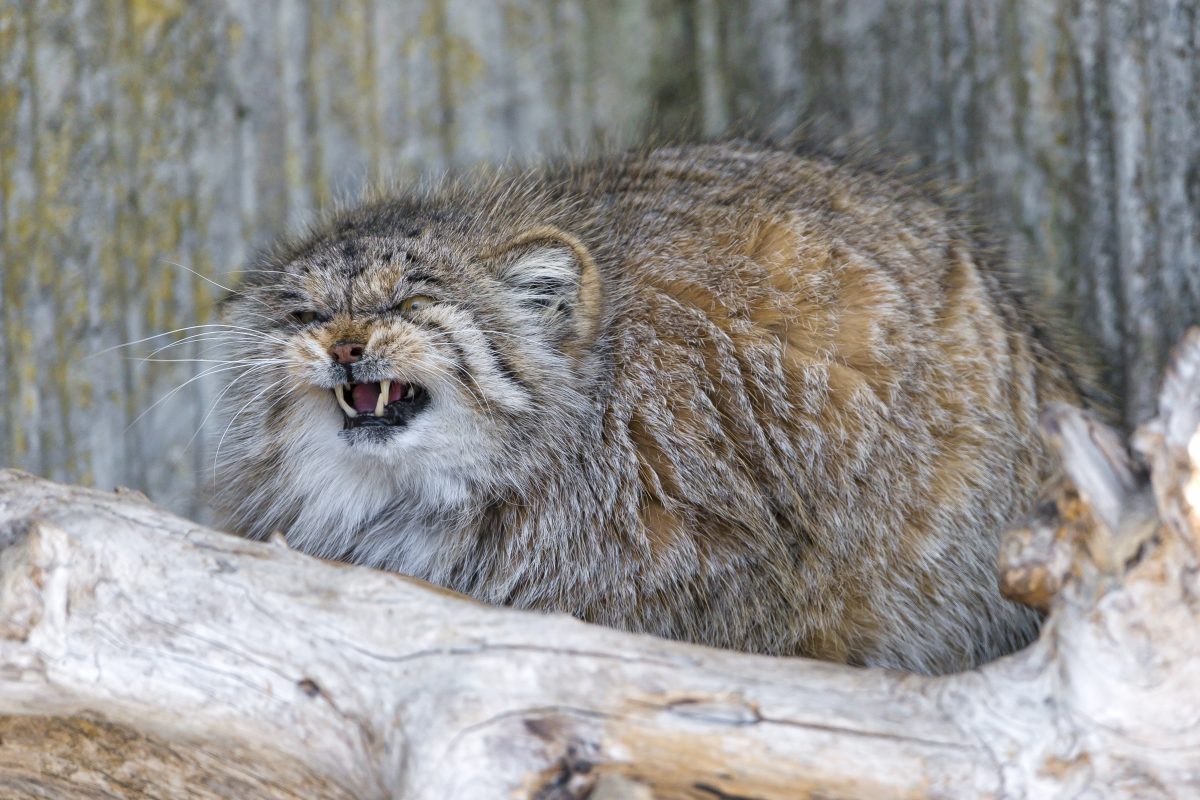 An extremely fluffy gray cat called the Pallas Cat snarling at the camera