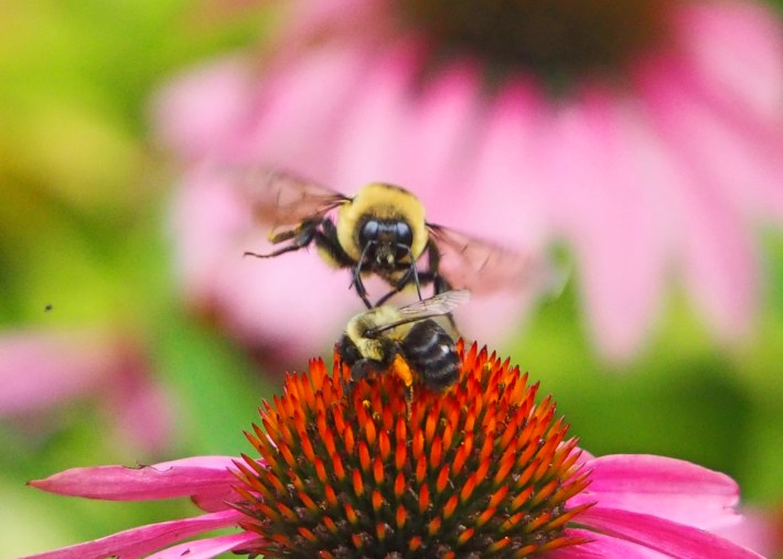 Lebah tukang kayu hitam dan kuning berbulu besar menyerang lebah kecil di atas bunga merah muda.
