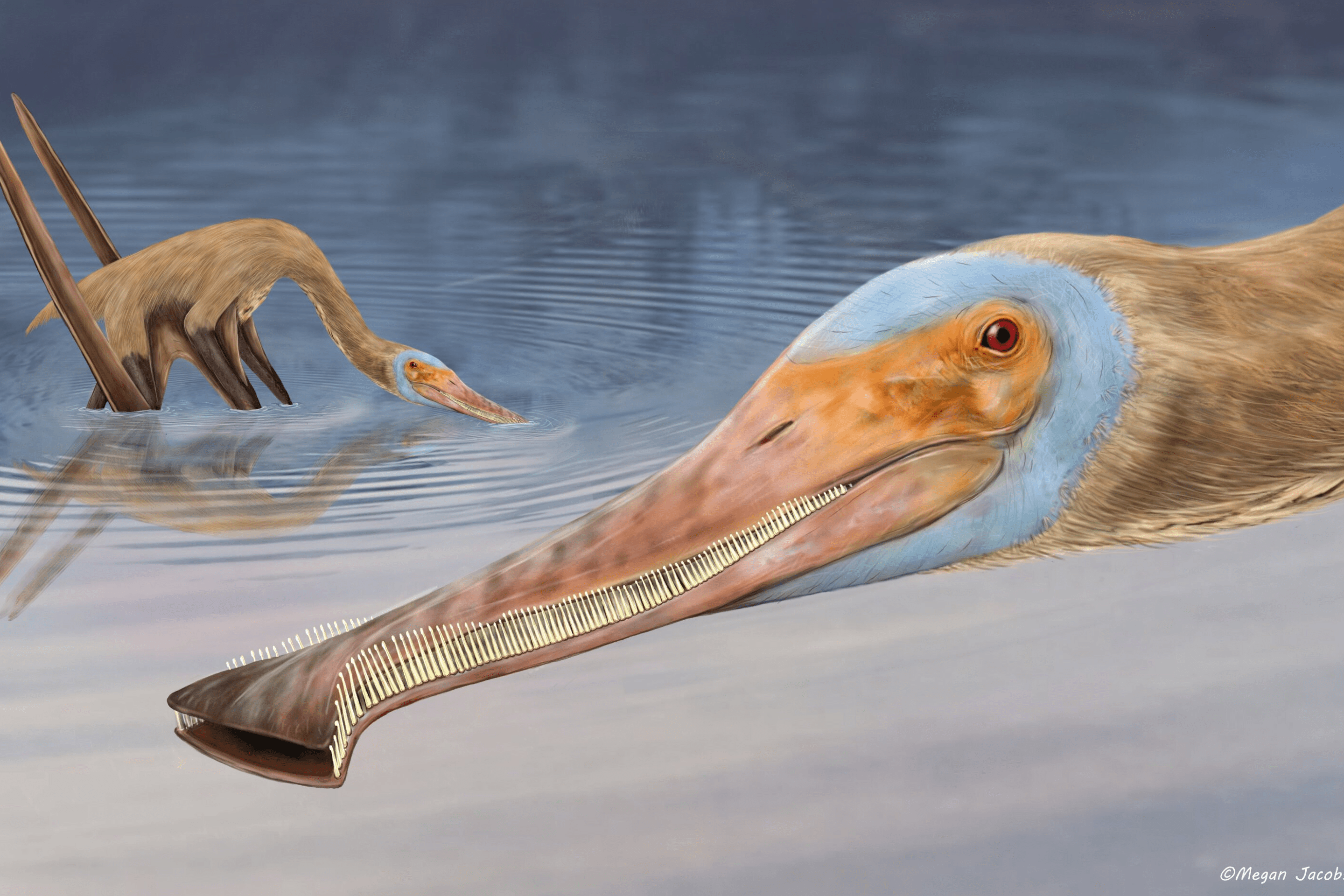 A paleoart illustration of the pterosaur Balaenognathus maeuseri, showing a creature with a long bill that tapers to a flat end, lots of tiny verticle teeth, and a red beady eye staring out from an orange and blue face.
