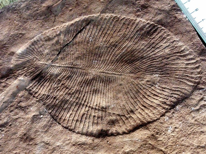 A photo of a real fossil of Dickinsonia, an early complex creature