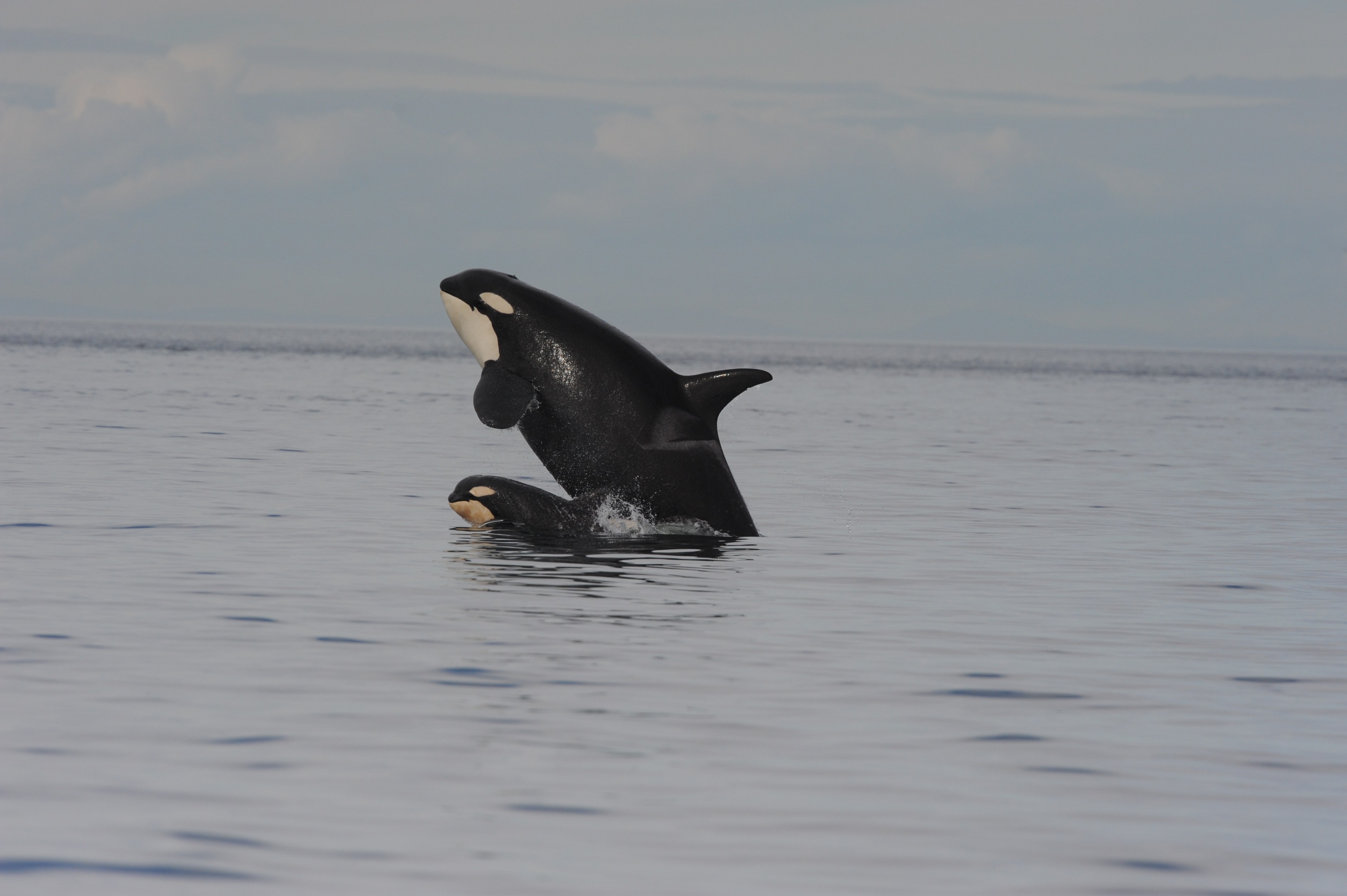 A mother killer whale and her small son (soon to be big)