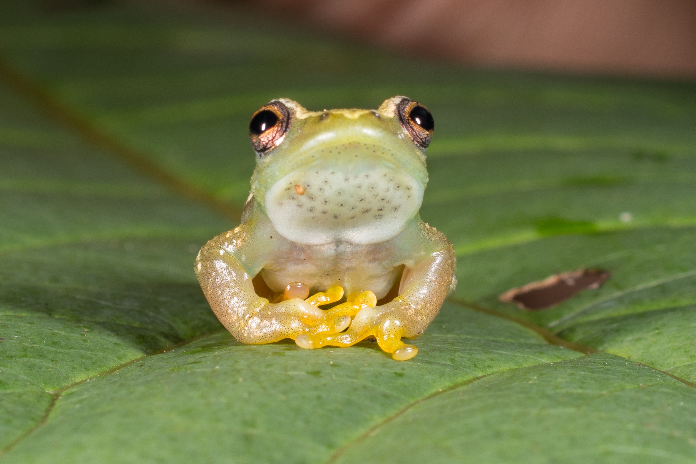 A photo of a new species of voiceless frog, pictured here sitting on a leaf with hands politely clasped together. The frog is golden green with some silvery-gold mottling.