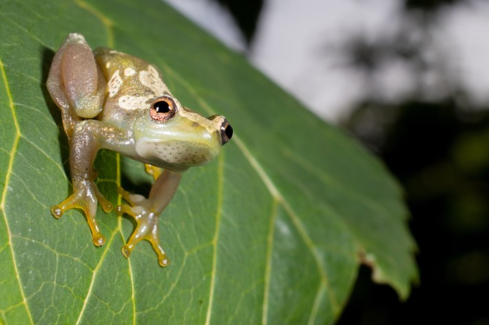 A photo of the new voiceless frog species on a leaf. The frog is golden green with some silvery-gold mottling.