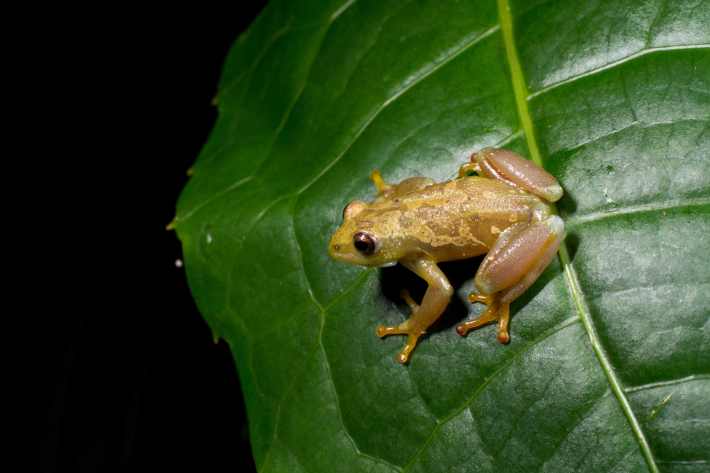 A new species of voiceless frog perched on a leaf in the darkness. The frog is golden green with some silvery-gold mottling.